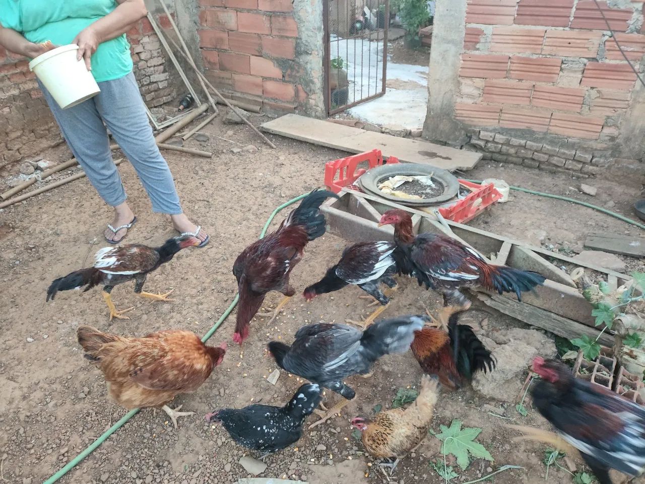 Galinhas, Frangos e Galos - Foto 4