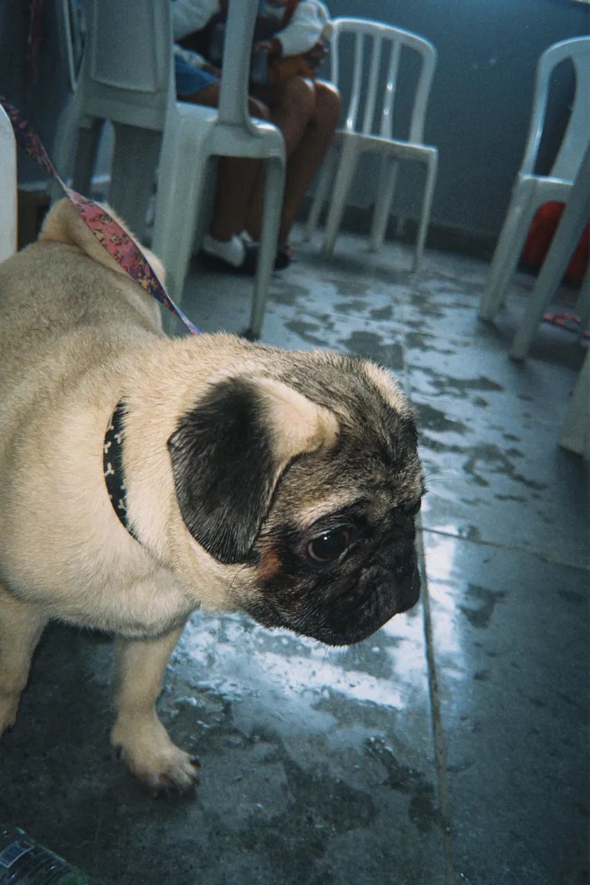 Dog pug  - Foto 4