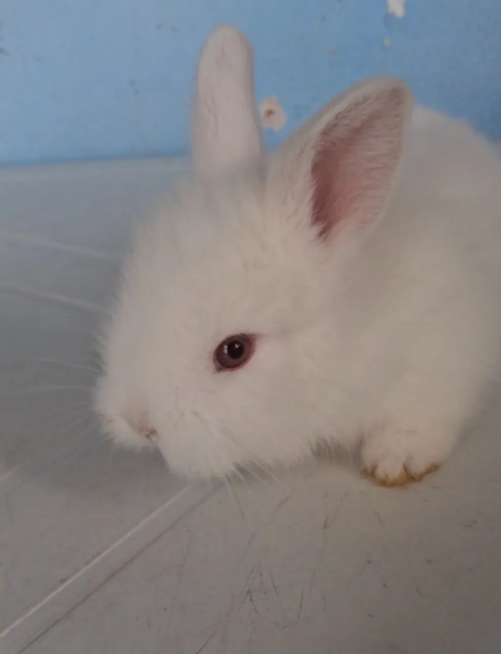 Coelhinhos da raça lion