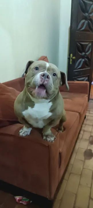 American Bully disponível para cruzamento  - Foto 2