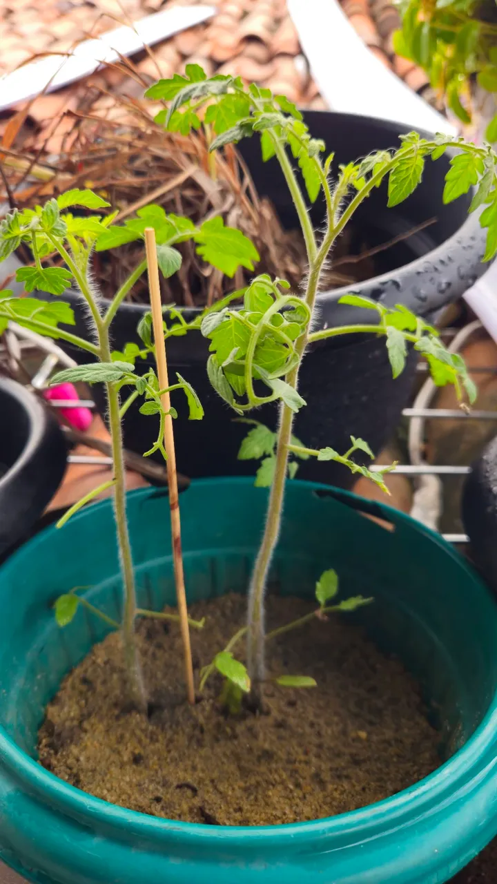 Pé de tomate cereja orgânico.