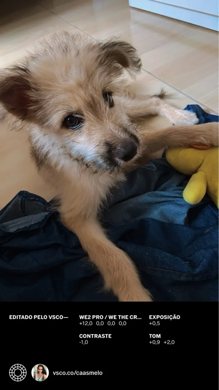Cachorrinha para adoção