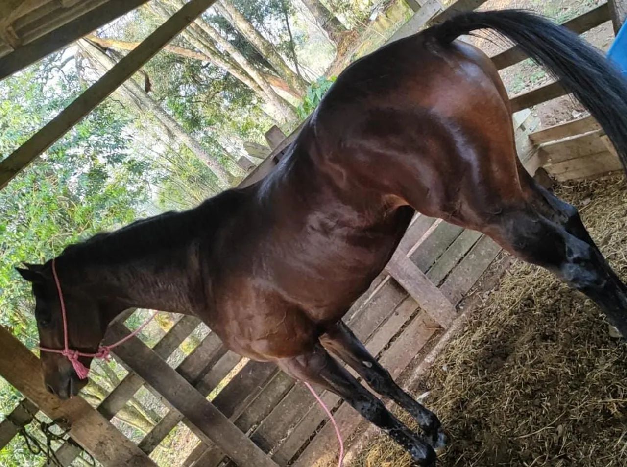 Cavalo bagua ingles com quarto de milha