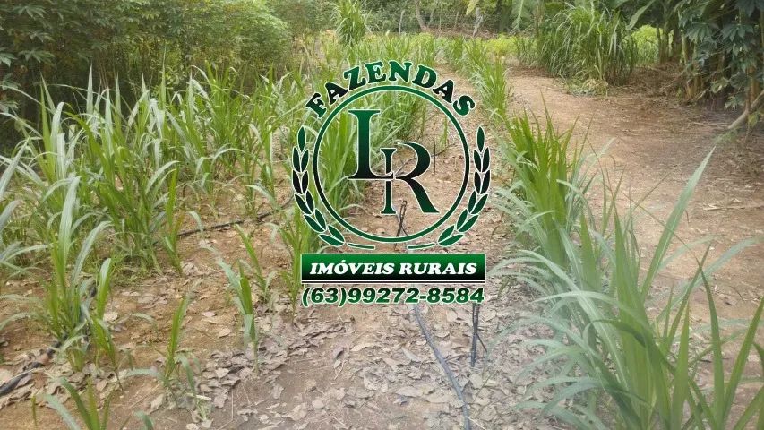 Excelente Chácara Região Sul de Palmas - Foto 4