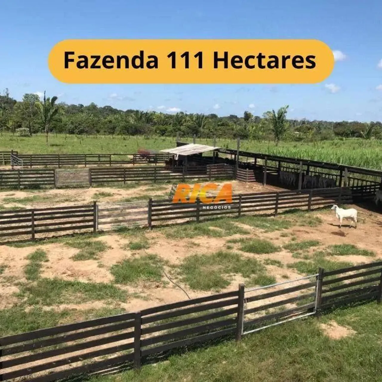 Excelente fazenda com 111 Hectares no município de Canutama/AM