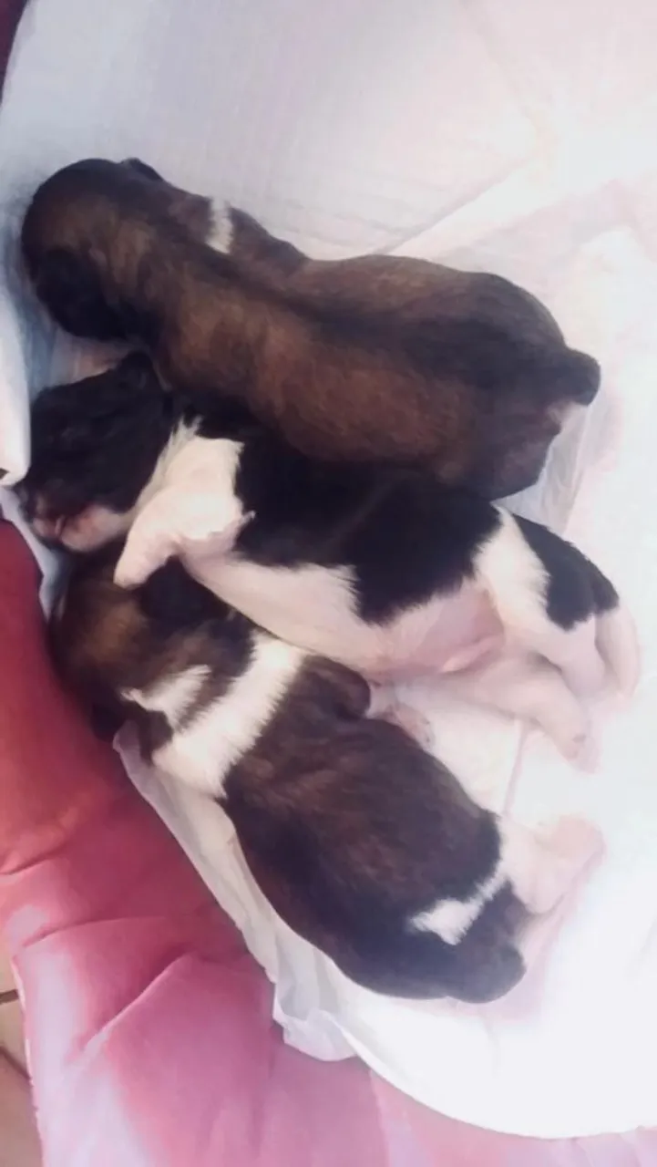 Filhotes de shiatsu