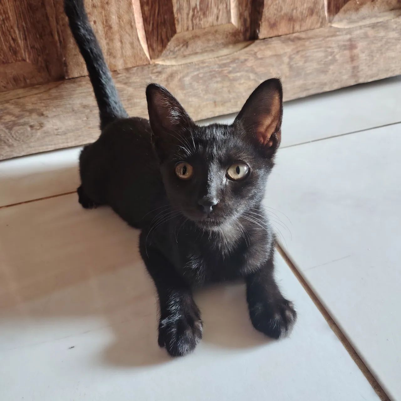 Doação de gato  - Foto 2