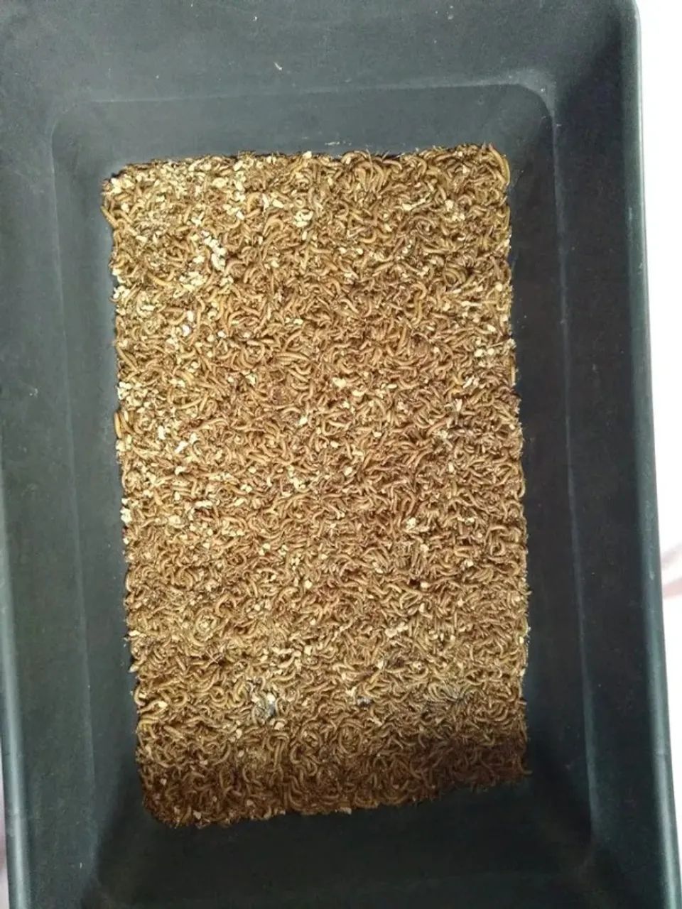 Tenébrios molitor64276689077891120