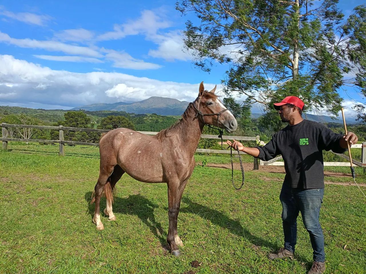 Cavalo Potro Castrado Mangalarga Marchador - Foto 5