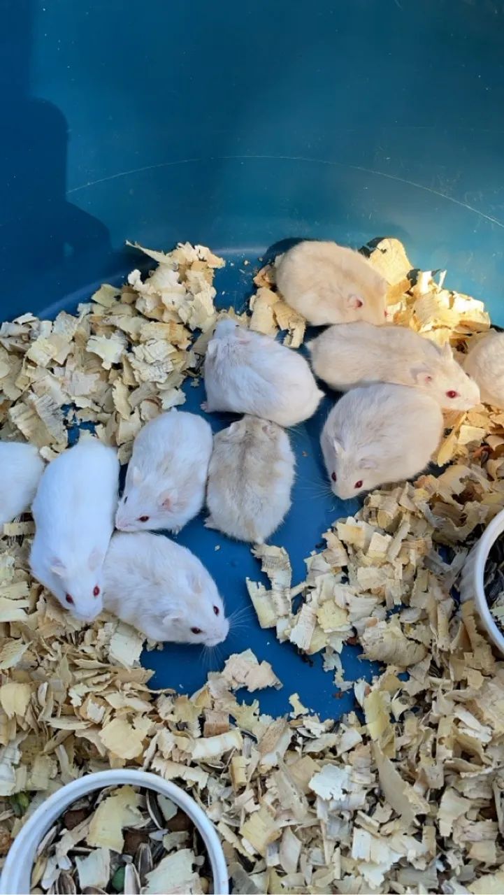 Hamster anao russo  - Foto 2