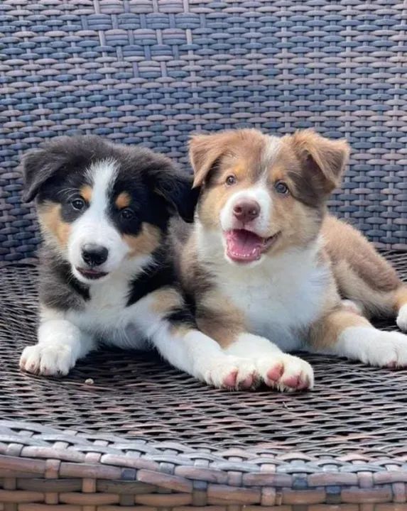 Border Collie - Grande São Paulo - Foto 6