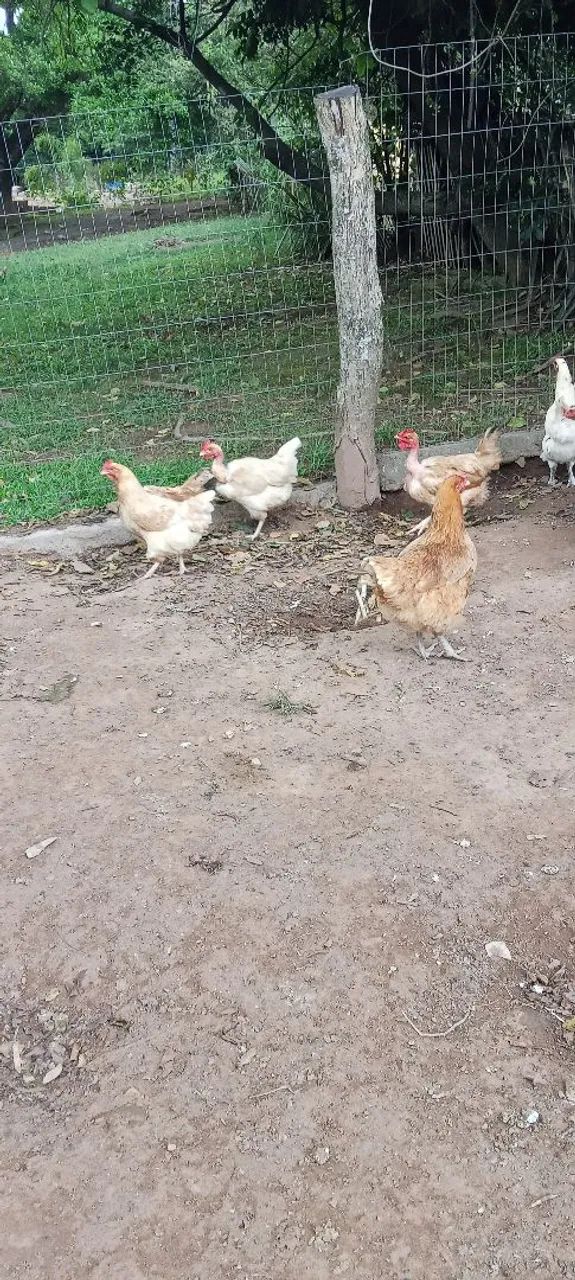 Vendo galinhas adultas (a sua escolha) - Foto 6