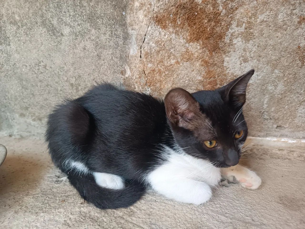 Duas Gatinhas preto e branco disponível para adoção - Foto 4