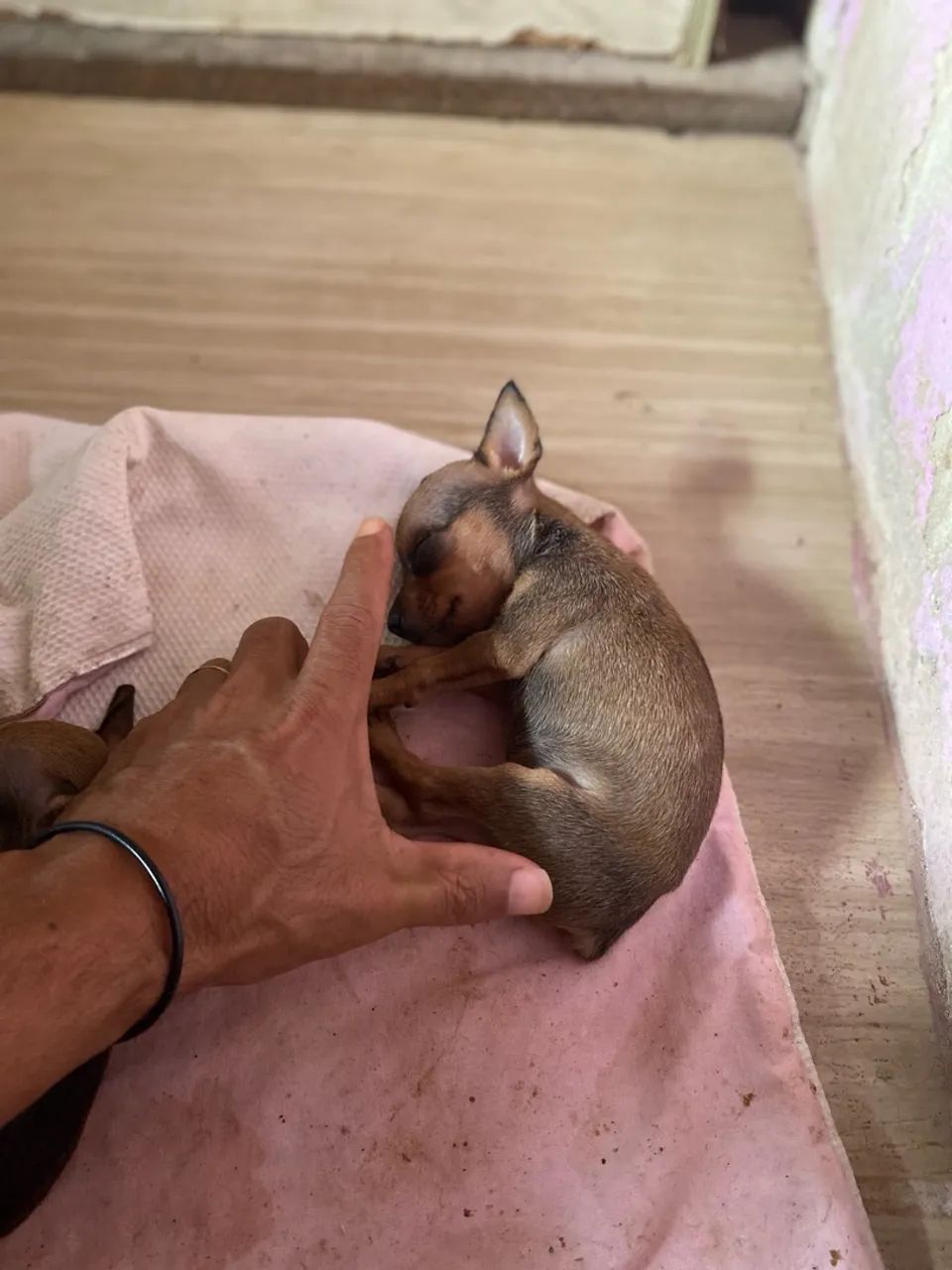 Cachorro  - Foto 2