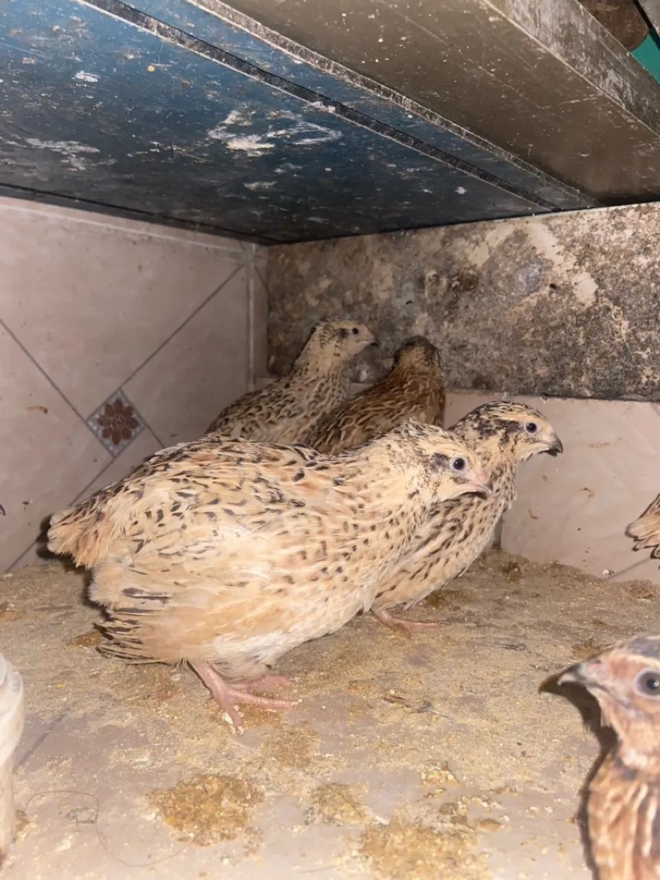 VENDO CODORNAS - Foto 2