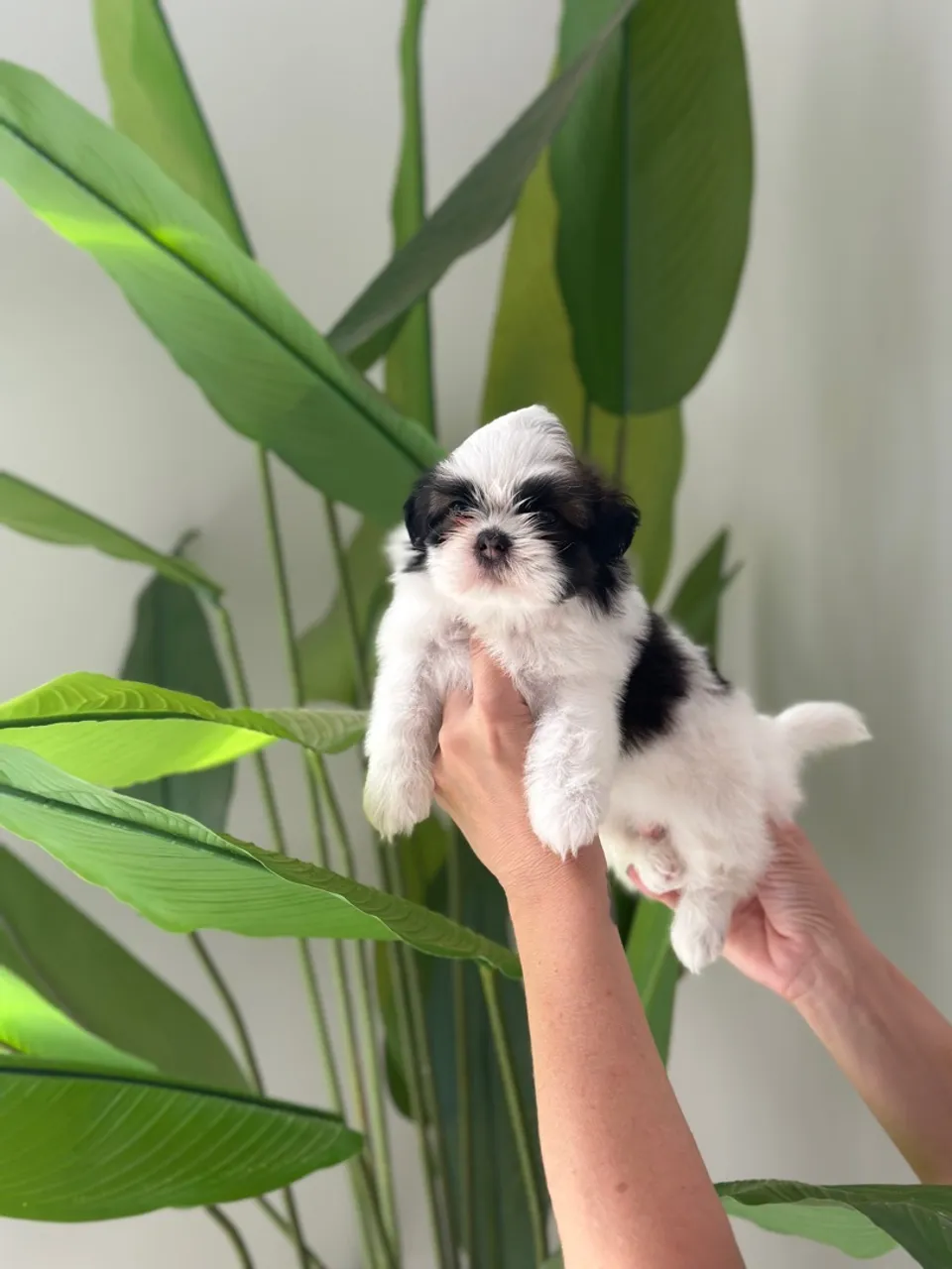 Shih tzu fêmea