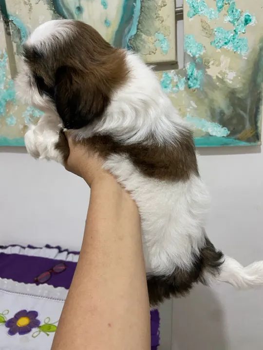 Filhote de shiatsu a venda - Foto 3