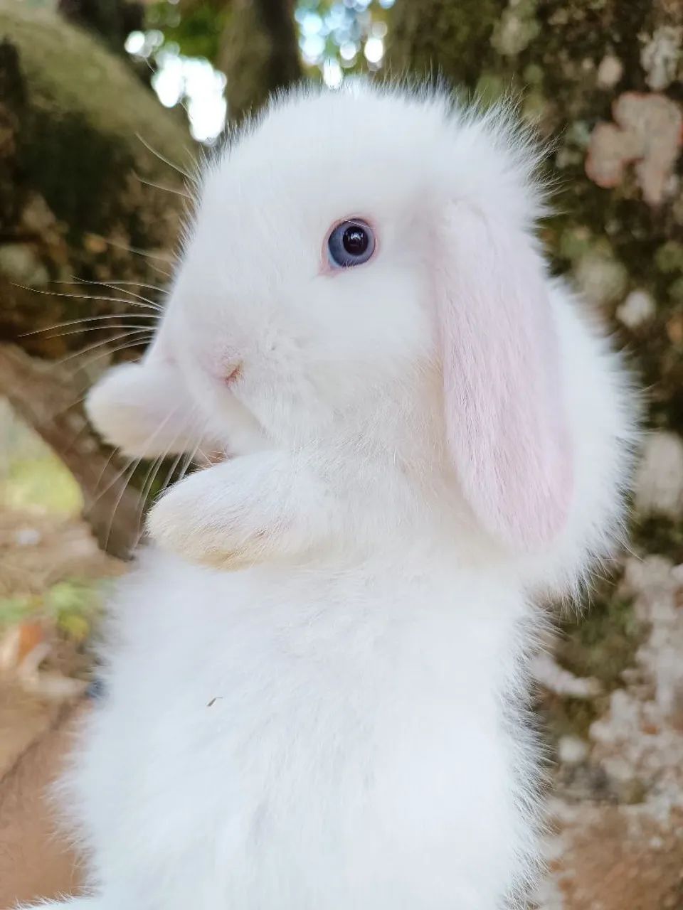 Coelho de companhia Mini Lop Uruguaio - RARO