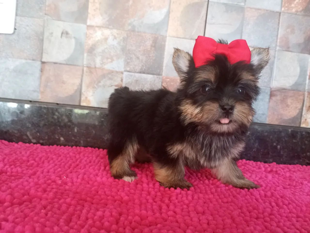 YORKSHIRE MICRO PROMOÇÃO PEDIGREE CBKC 