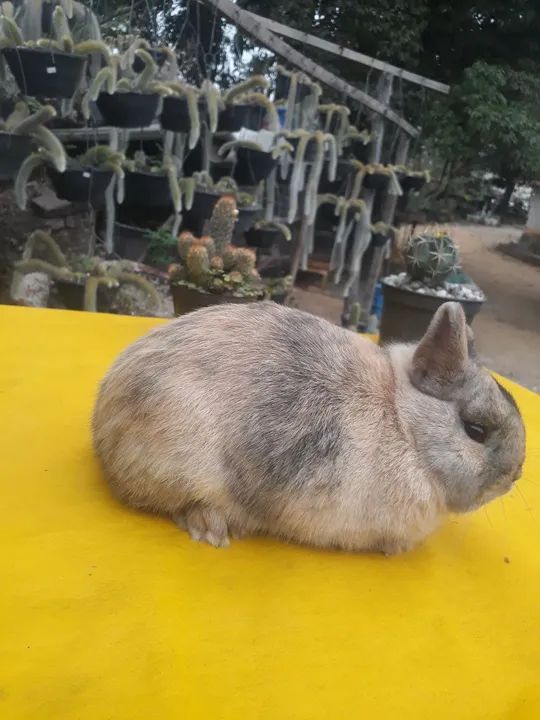 Coelho anão importado Harlequim  - Foto 2