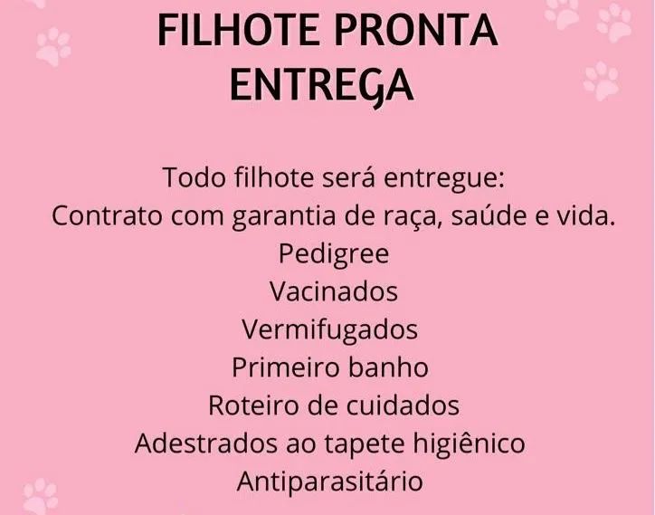 SHITZU FILHOTE FÊMEA - Foto 2