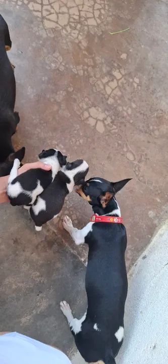 Pinscher micro  - Foto 3