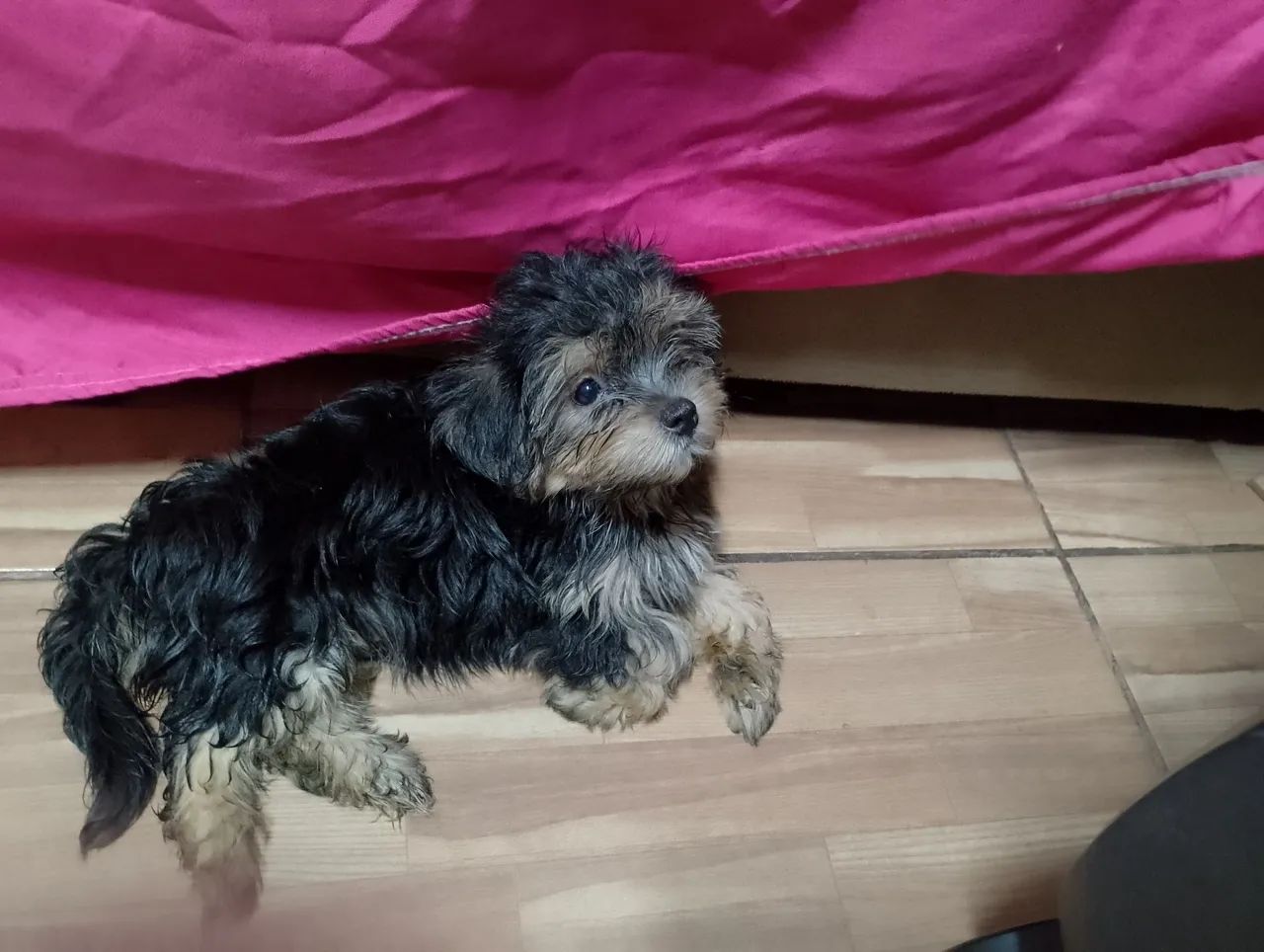 Yorkshire Terrier Filhotes - Foto 2