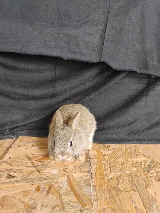 Mini Coelhos Netherland. - Foto 6