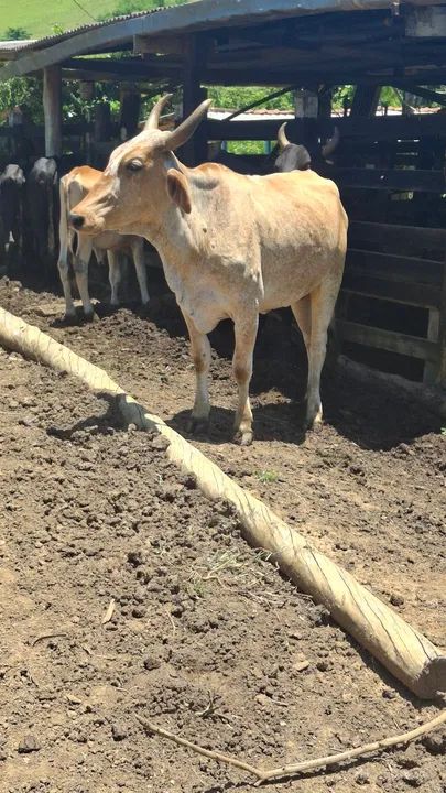Vacas a venda!