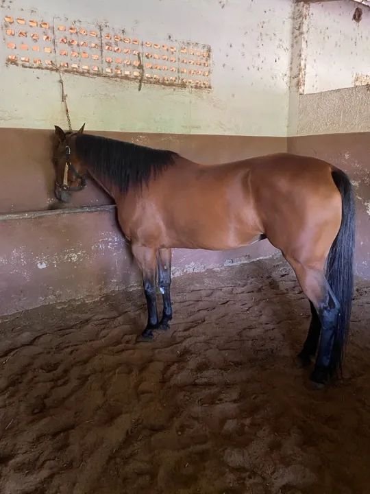 Égua de direita com papel 1/2  - Foto 2