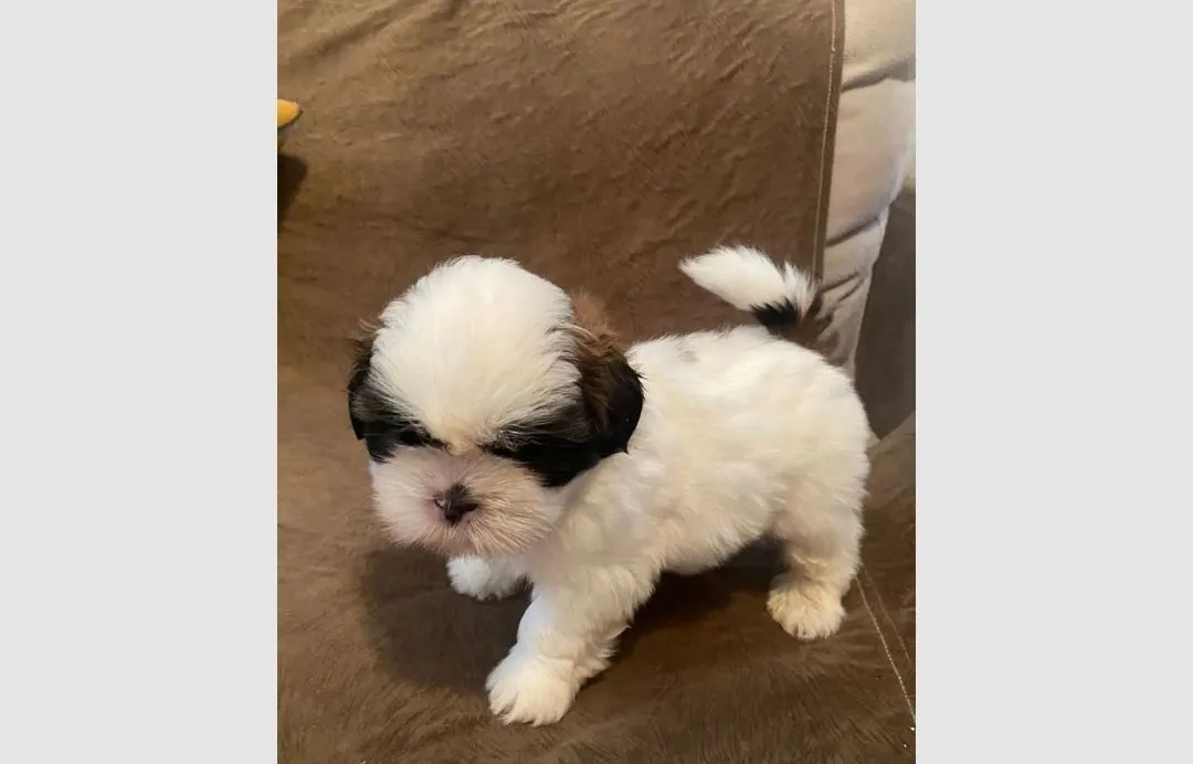 Filhote Shih Tzu Fofo e Charmoso