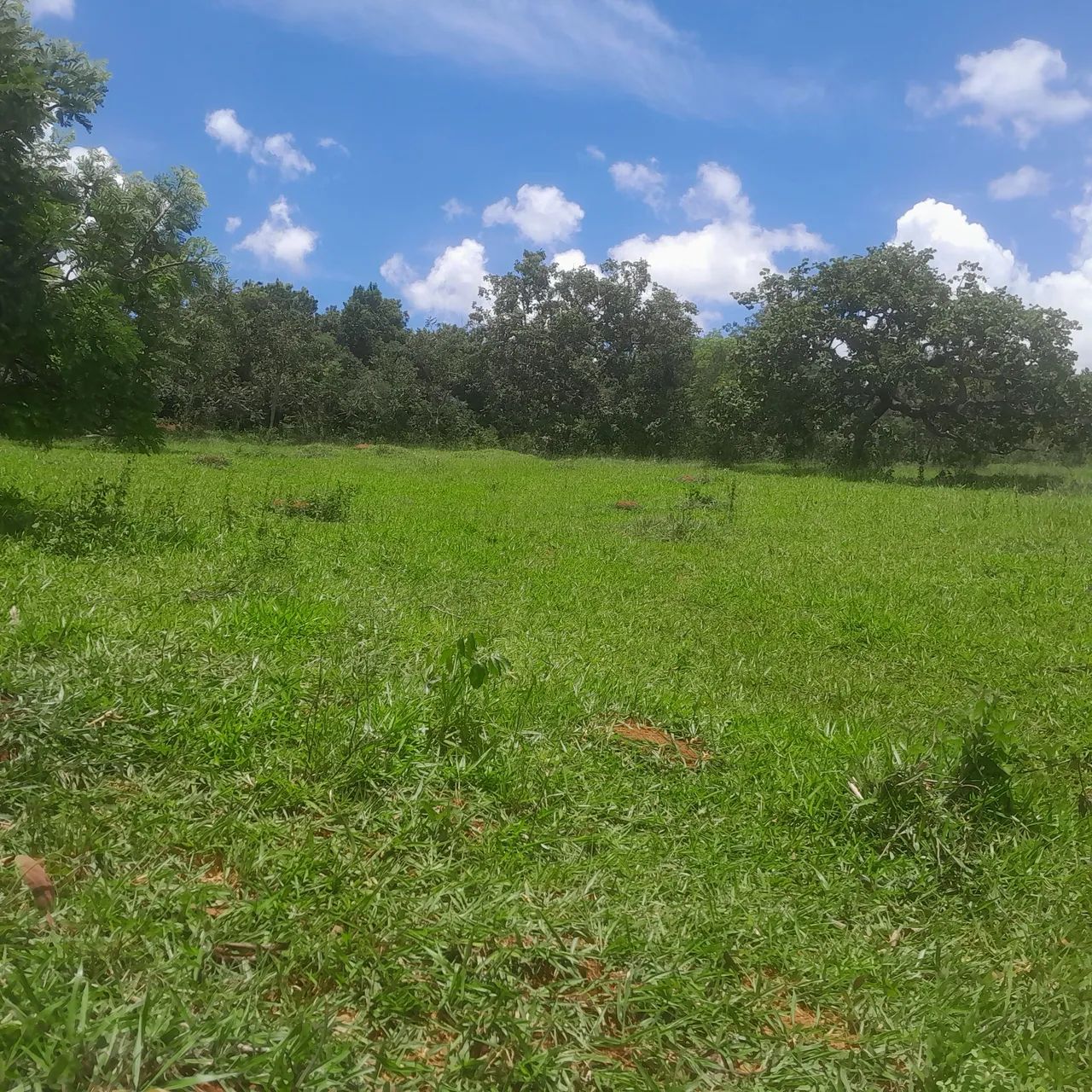 Terreno com área verde em ótima localização - Foto 4