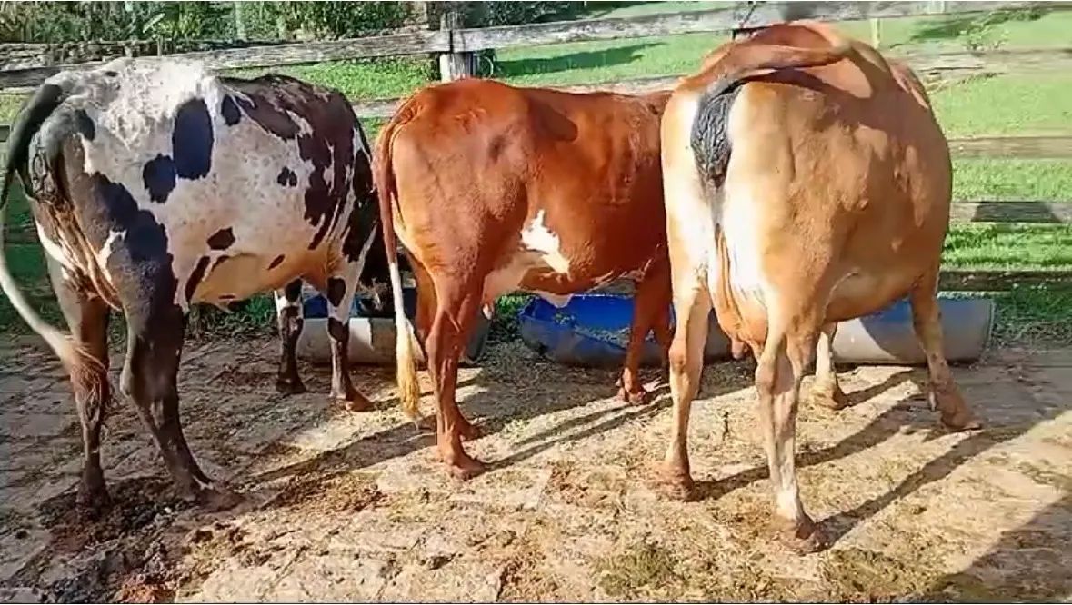 Três Vacas leiteiras para venda - Foto 5