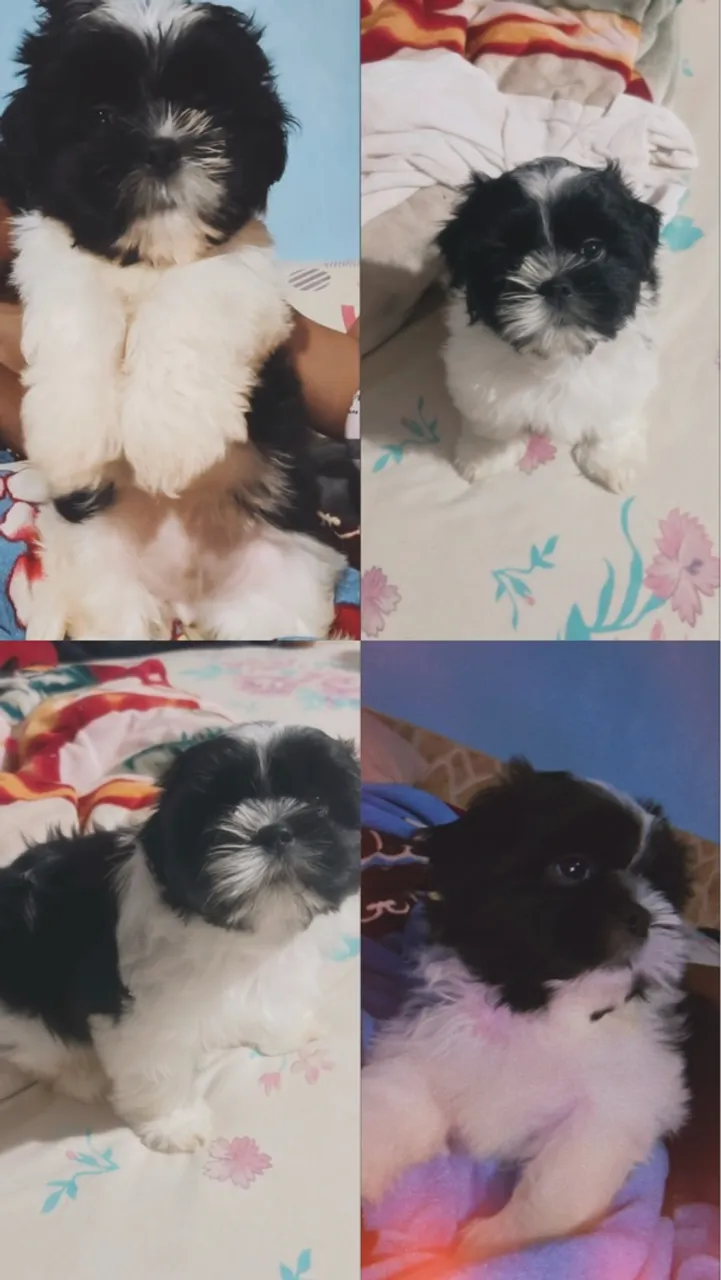 Filhote Shih Tzu- macho!