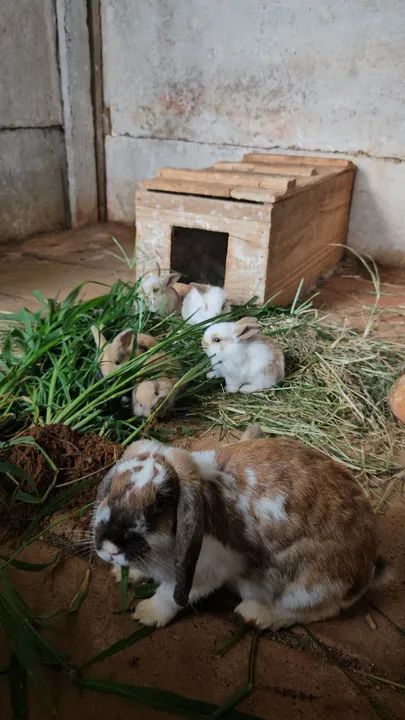 Coelhos mini lop Uruguaio ( os coelhos com orelhas caidas )  - Foto 4
