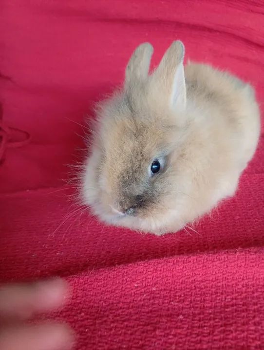 Coelhinho fofinho mini Lion  - Foto 3