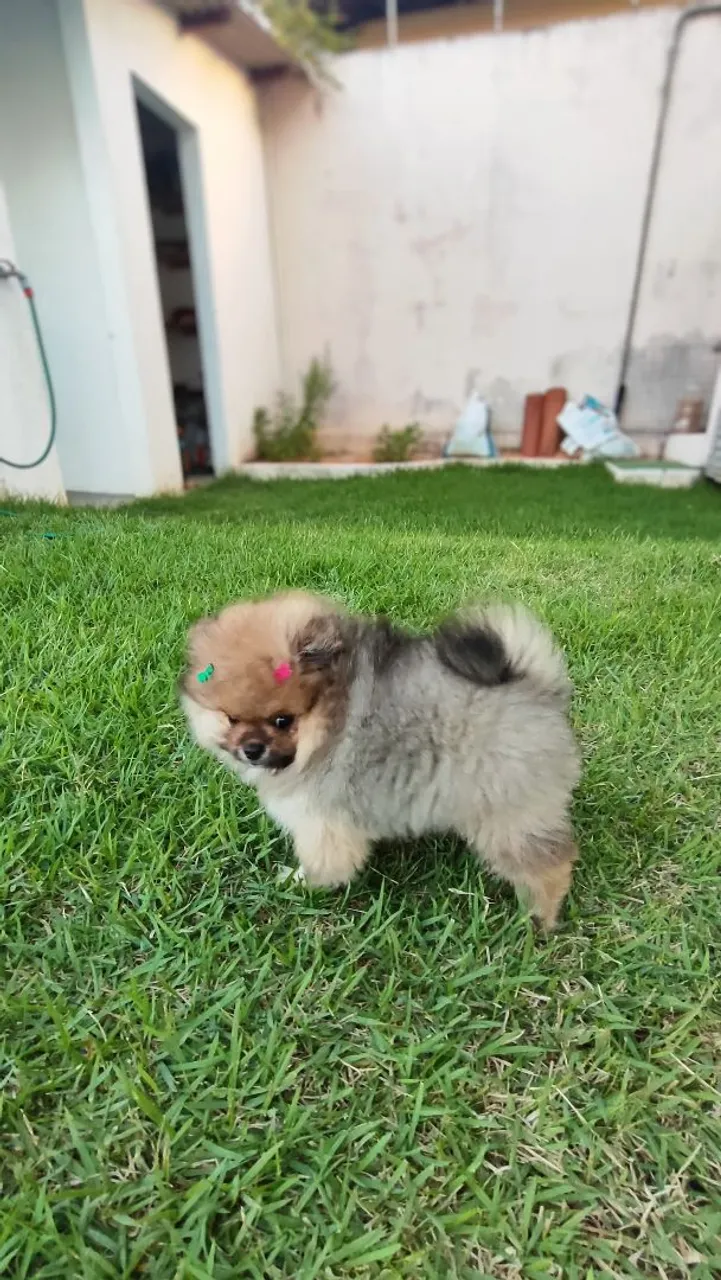 Fêmea Filhote de Spitz Alemão Mini/ lulu da Pomerânia anão