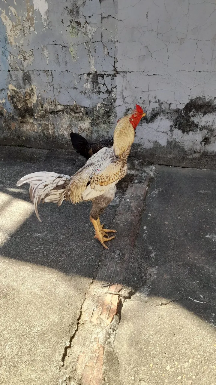 Galo de Raça