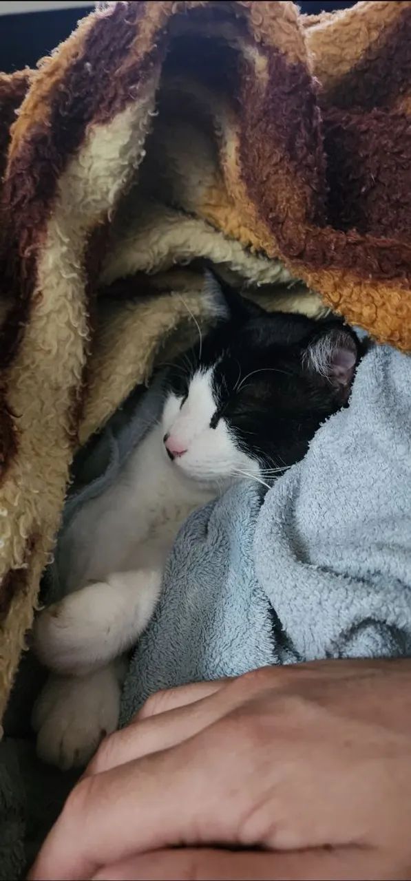 Gato preguiçoso para doação  - Foto 5