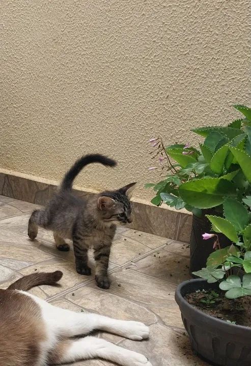 Doa-se gatinha macho 2 meses - Foto 4