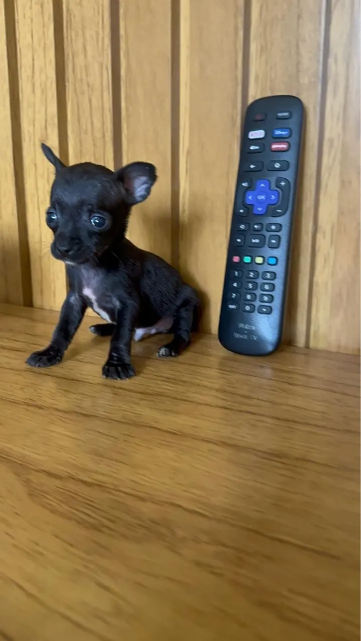 Pinscher machinho 0 