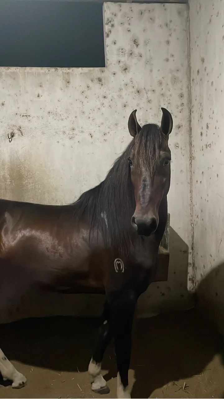 Cavalo mangalarga marchador, registrado! - Foto 4