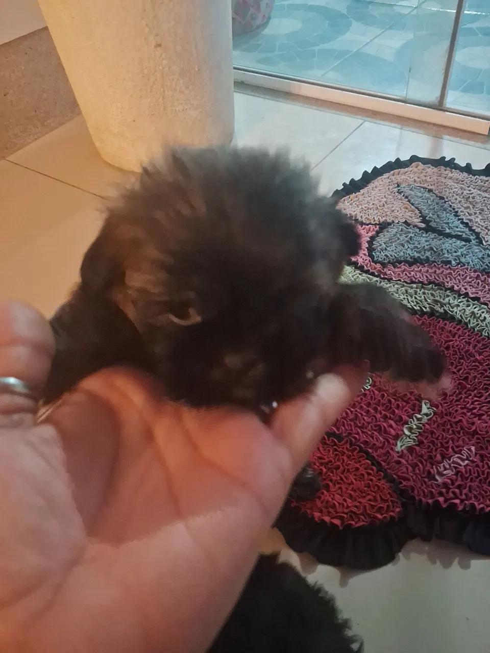 Filhote de Shih Tzu