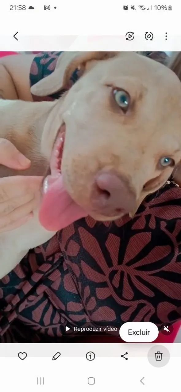 Filhote de Pitbull com olhos azuis - Foto 2
