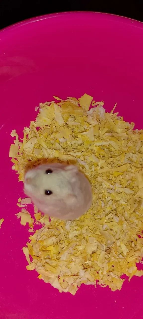 Hamster anão russo 64551629766659122