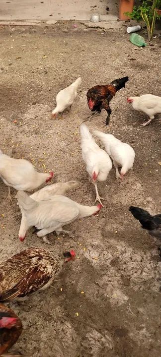 Galinhas e galos - Foto 5