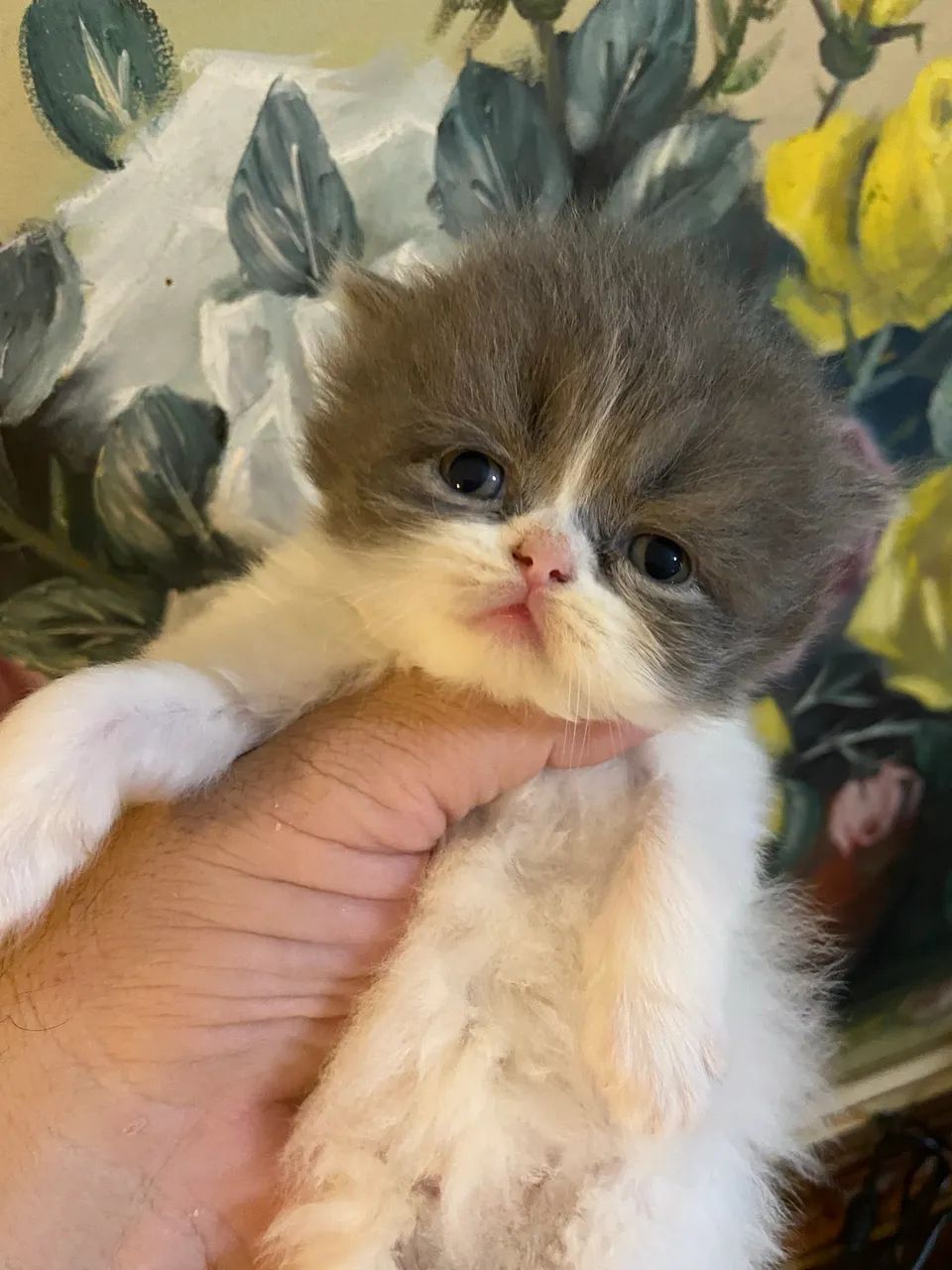 Persa show  - Foto 2