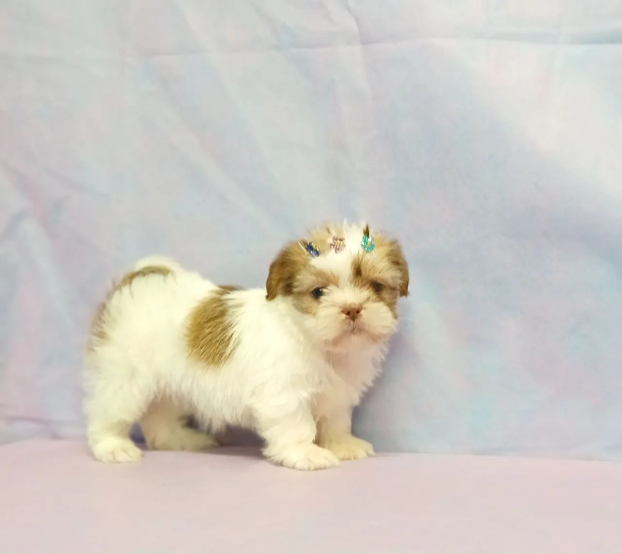 SHIH TZU - LINDOS FILHOTES - Foto 3