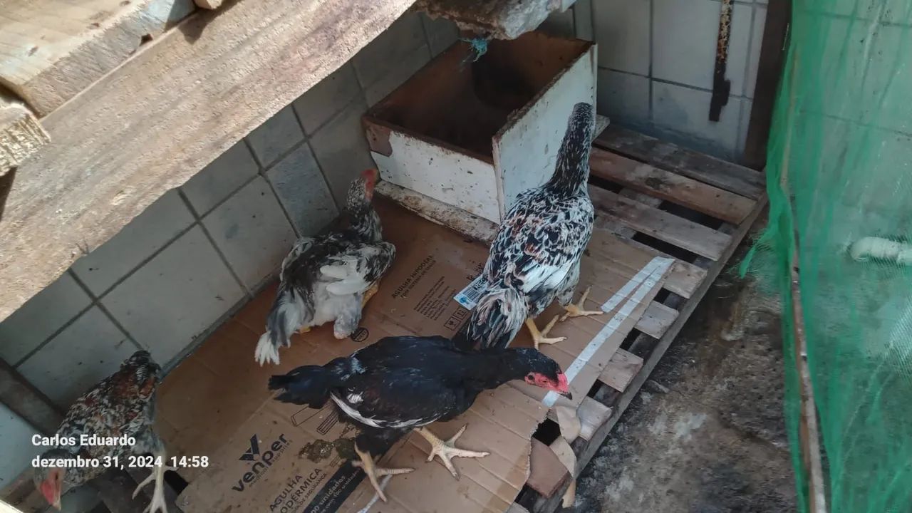 Frangos caipira - Foto 2