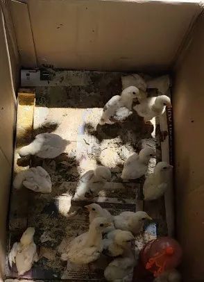 Pintos e frangos da raça Koshamo. - Foto 3